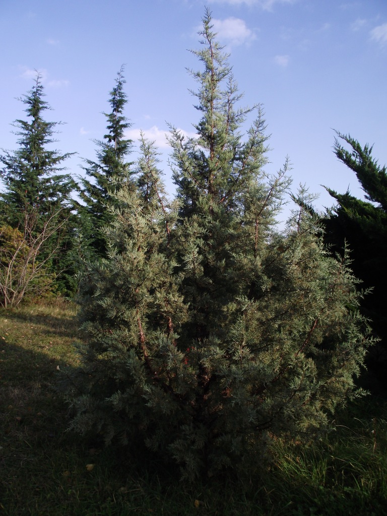 Semidesert conifers 10 Junipers